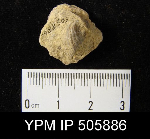 Eospirigerina praemarginalis