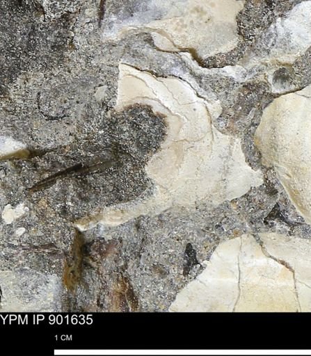 Inoceramus sp.