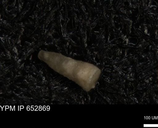 Echinoidea?