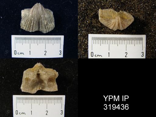 Spirifer cameratus
