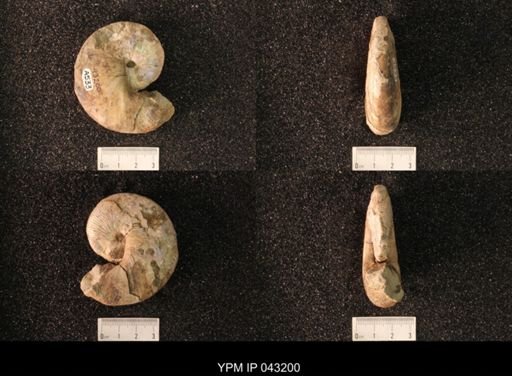 Hoploscaphites nicolletii