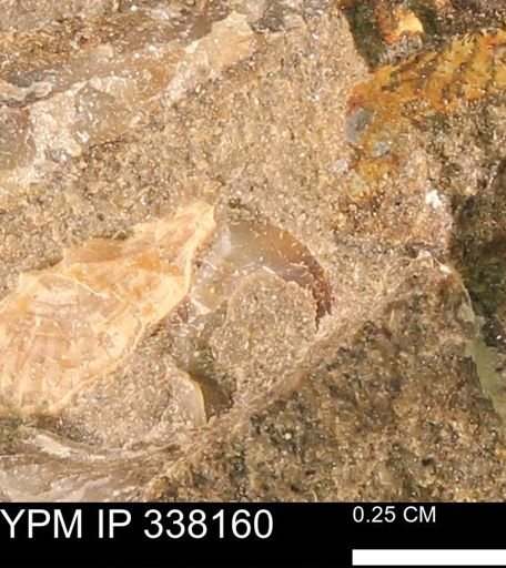 undet. Bivalvia