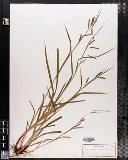 Carex gracillima
