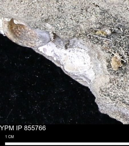 undet. Mollusca