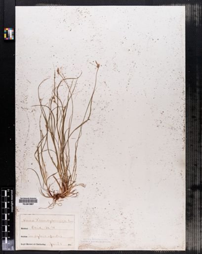 Carex pensylvanica