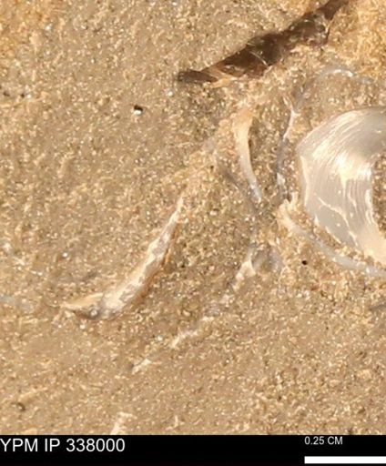 undet. Bivalvia