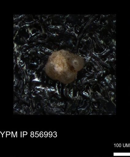 undet. Foraminiferida