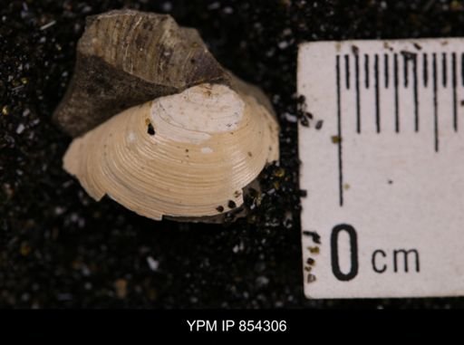 Limopsis striatopunctatus