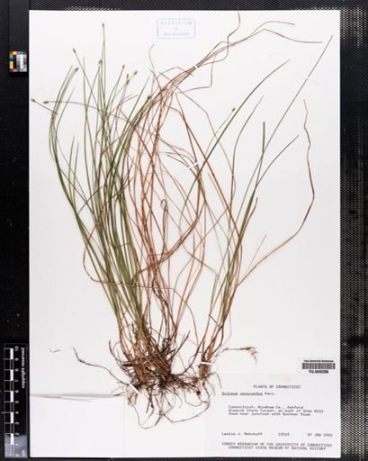 Scirpus verecundus