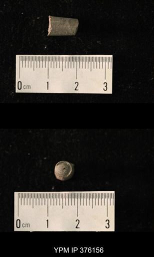 Pseudorthoceras knoxense
