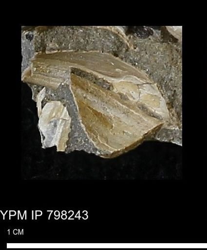 undet. Bivalvia