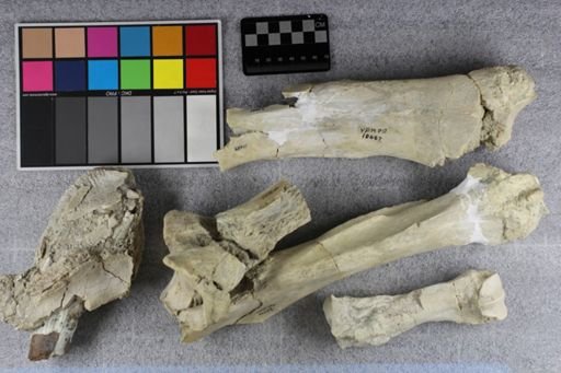 Metamynodon planiceps