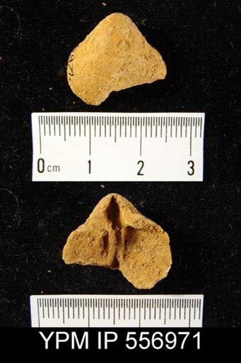 Meristella arcuata