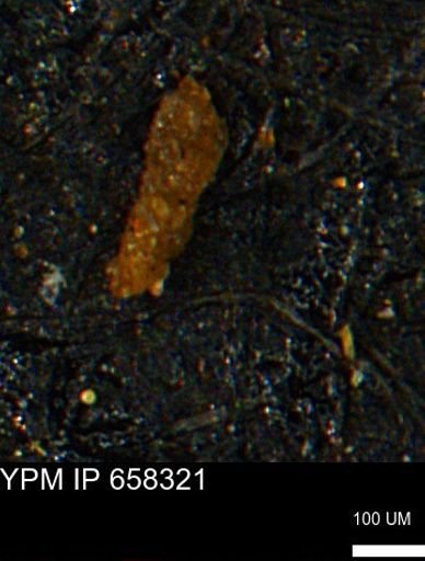 Verneuilinoides kansasensis