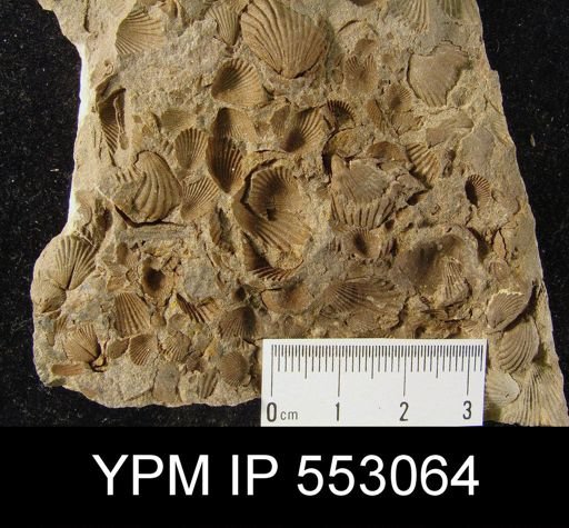 Camarotoechia sp.