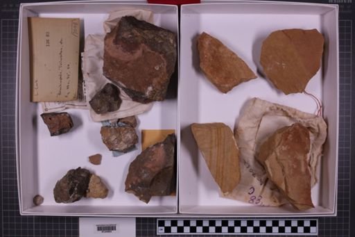 mixed taxa, stratigraphic collection