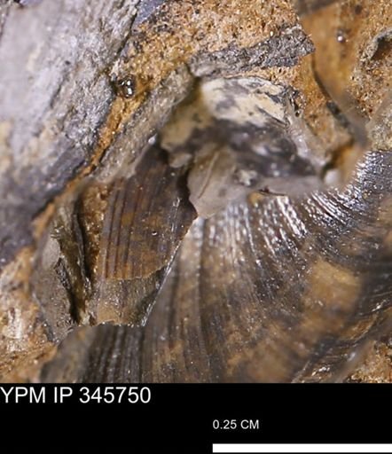 Limopsis striatopunctatus