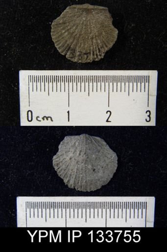 Stropheodonta demissa