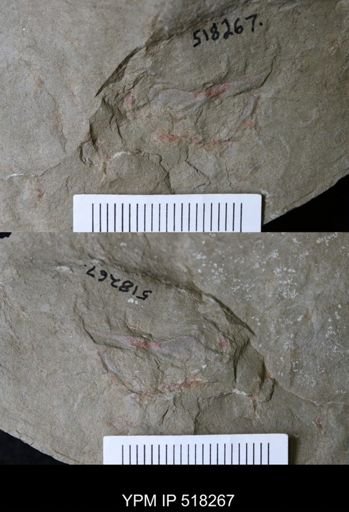 Thelxiope sp.