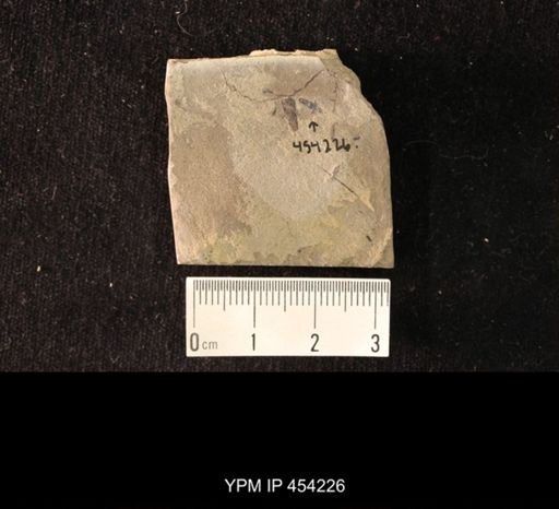 undet. Staphylinidae