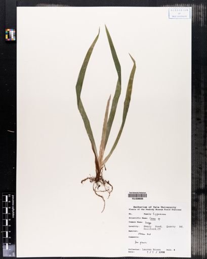 Carex