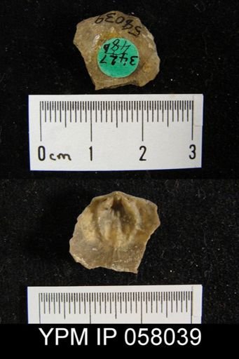 Dalmanella perelegans