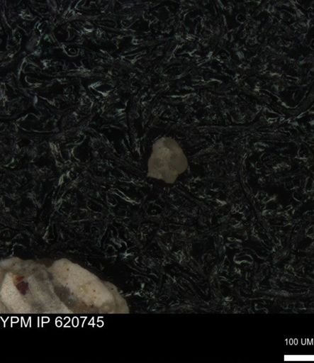 undet. Foraminiferida