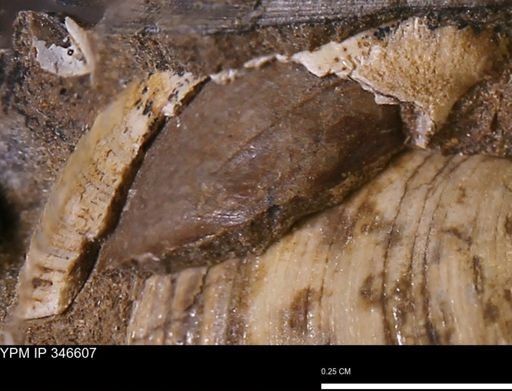 undet. Bivalvia