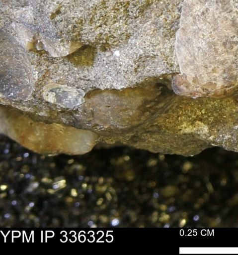 undet. Mollusca