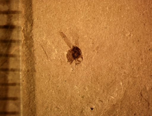 undet. Diptera