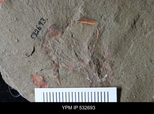 Cothurnocystis sp.