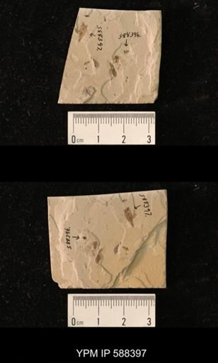 undet. Hemiptera
