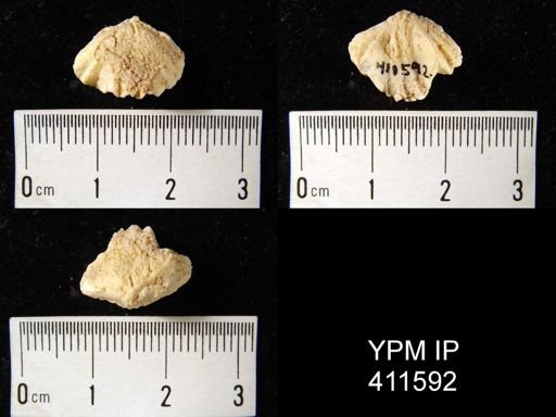 Pugnax cf. pugnus