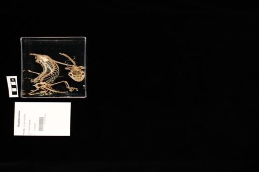 Rhacodactylus leachianus
