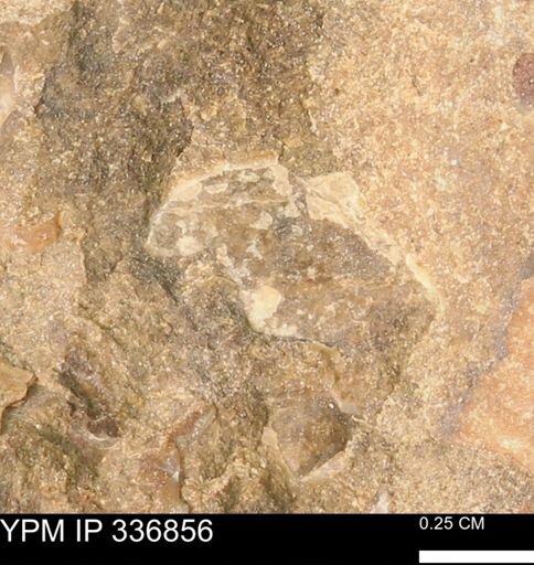 undet. Bivalvia