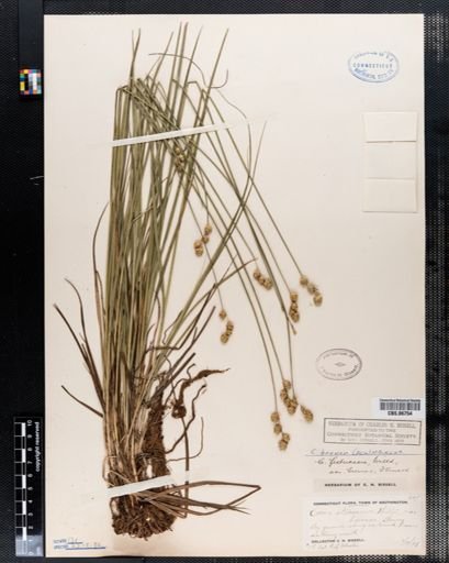 Carex festucacea