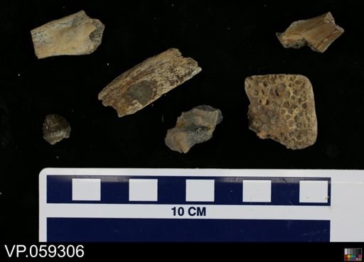 undet. Vertebrata