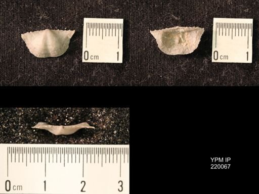 Chonetina flemingi alata