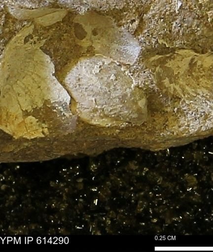 Limopsis striatopunctatus