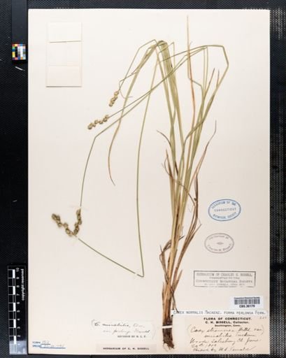 Carex normalis