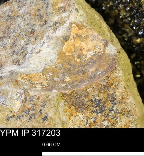 undet. Mollusca