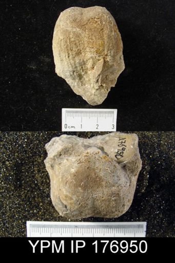 taxon undetermined