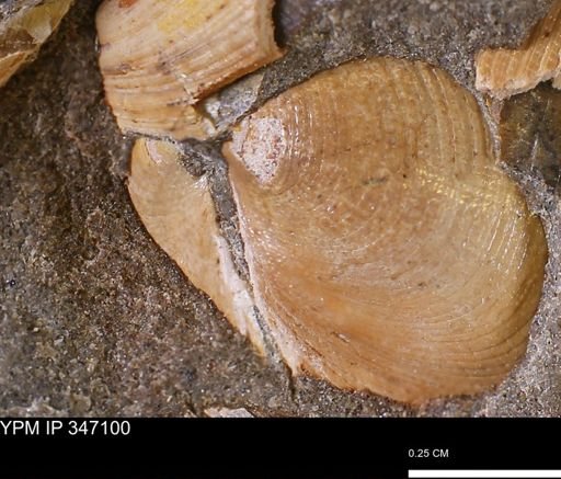 Limopsis striatopunctatus