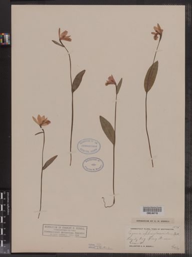 Pogonia ophioglossoides