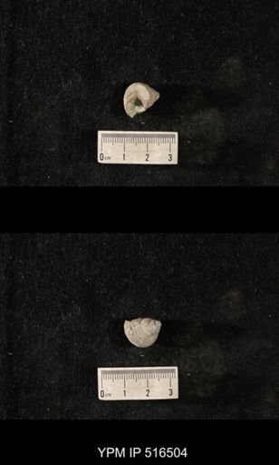 Cyclonema sp.