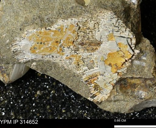 Hoploscaphites sp.