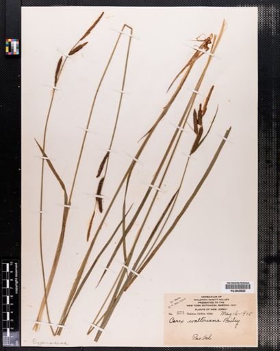 Carex