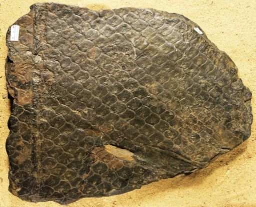 Lepidodendron sp.