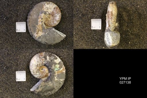 Hoploscaphites nicolletii