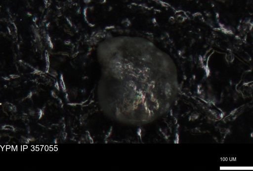 undet. Foraminiferida